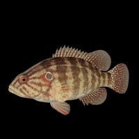 海洋动物模型：鱼3D模型 Oyanirami