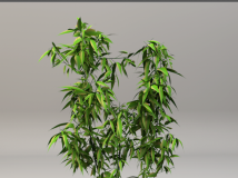 竹子盆景C4D模型 Bamboo