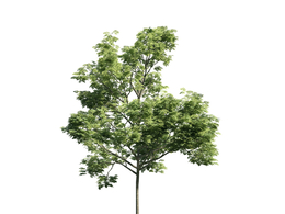 景观树木：大叶梣三维模型plant-38