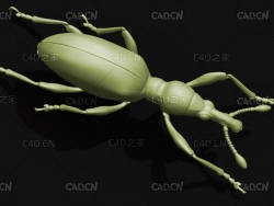 甘薯蚁象甘薯象鼻虫 昆虫甲虫C4D模型 Sweetpotato weevil