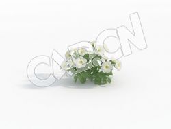 C4D白色矮牵牛花模型 Petunia_B