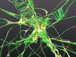 C4D使用X-Particles粒子制作DNA粒子丛生长动画教程