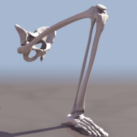 人体骨骼模型：腿骨3D模型