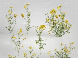 黄菊花甘菊黄鹌菜油菜花C4D模型 Lotus 3d model