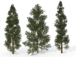 香杉树C4D模型 Incense Cedar 3d model