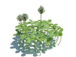 白车轴草植物杂草模型下载Trifolium repens v3