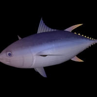 热带鱼模型：黄鳍金枪鱼3D模型 Yellow Fin Tuna