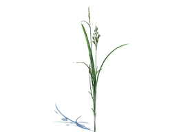 菵草c4d植物杂草模型下载Beckmannia hirsutiflora v1
