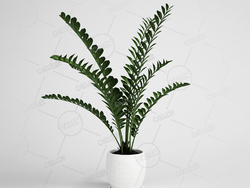 观叶植物金钱树室内绿植盆栽模型下载