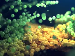 网线连接的粒子球x-particles+cycles4d ParticleFX DoF