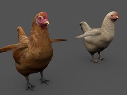农村家养土鸡 母鸡C4D模型 chicken 3d model