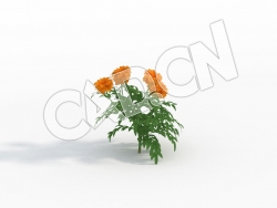 C4D黄色臭菊花卉模型 Tagetes_C