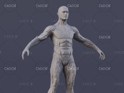 C4D男性人体肌肉组织雕刻模型Anatomy