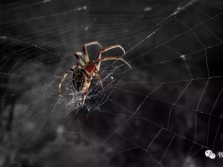 C4D蜘蛛网生成插件中文汉化版 AEscripts SpiderWeb 1.21
