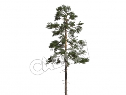 C4D长白松樟子松欧洲赤松松树模型 Pinus syvestris 3d model