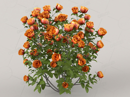焦糖色月季C4D模型Roses - Orange - 0.39 m