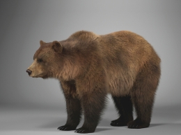 雌性棕熊高精度3D模型资源包下载，支持Blender Cinema4D多格式，影视级绑定动画毛发效果材质全呈现VFX Grace - Female Brown Bear