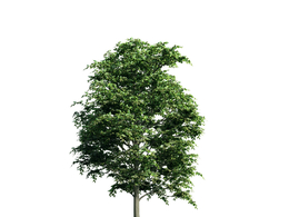景观树木：鹅尔栎树三维模型plant-12