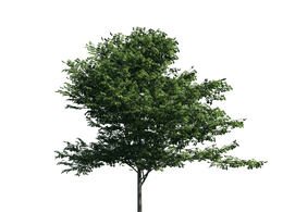 景观树木：大叶椴三维模型plant-41