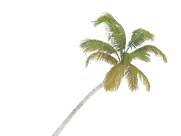 海滩边侧倒的椰子树