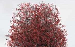 红枫C4D模型 Acer rubrum Red Maple C4D