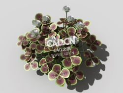 青铜色的荷兰四叶草植物C4D模型 bronze-clover-h 3d model