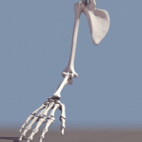 人体骨骼模型：手、胳膊骨骼3D模型