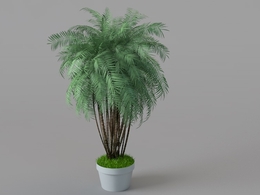 客厅大株植物 绿色植物盆景C4D模型 Landscape plants