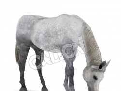 吃草的灰色马C4D模型