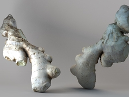 生姜C4D模型 ginger 3d model