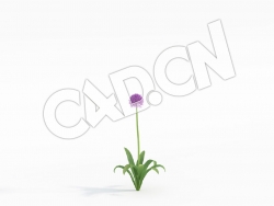 C4D大花葱硕葱花卉模型 Allium_C