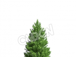 C4D苏格兰松樟子松欧洲赤松松树模型 Pinus sylvestris 3d model