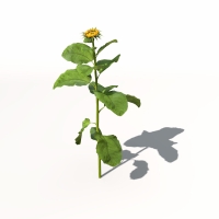 向日葵C4D模型 Sunflower 3dmodel 002