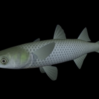 海洋鱼模型：白斑鳟3D模型 White potted Char
