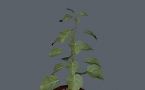 绿叶景观盆景植物C4D模型