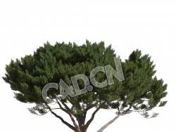 C4D石松松树模型 Pinus pinea 3d model