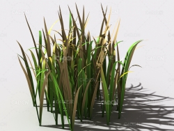 野草植物C4D模型 wild-grass-e1