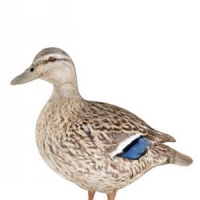 母鸭子三维模型：Mother Duck 3D models