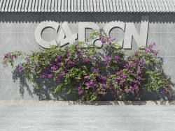 C4D爬藤花卉三角梅模型 Bougainvillea glabra 3d model