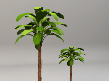 C4D植物模型 大叶植物3D模型