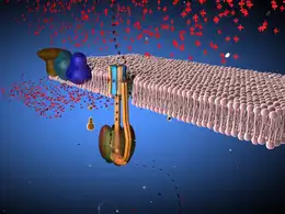 C4D医学动画工程文件:atp合成酶 ATP Synthase