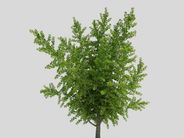 银杏树 景观树C4D模型 Ginkgo biloba