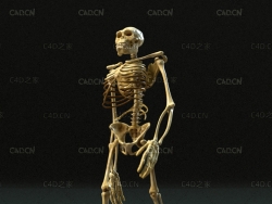 人猿金刚骨架 人体骨架 Kong Skeleton