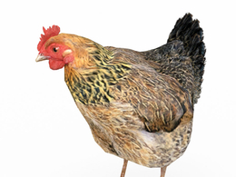 母鸡动画c4d模型下载