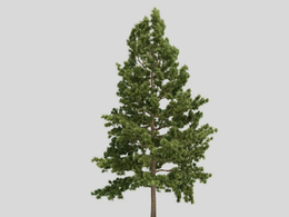 松树 东部白松 美国白松 北美乔松 景观树C4D模型 Pinus strobus