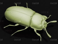 宽足齿甲 昆虫甲虫C4D模型 Uloma latimanus
