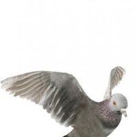 信鸽3D模型 灰鸽子三维模型 Pigeons 3D models