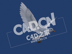 C4D海鸥飞鸟模型 seagul v2