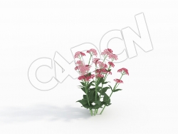 C4D公园花卉缬草花模型 Centranthus_C