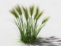 墨西哥羽毛草细茎针茅利坚草植物C4D模型 feather-grass-b4